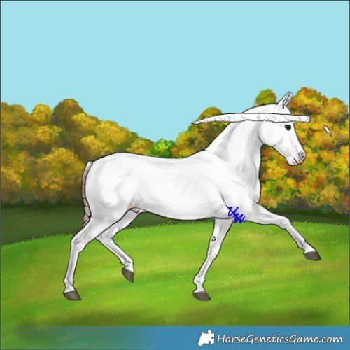 Horse Color:Red Dun Sabino Appaloosa 