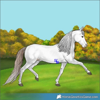 Horse Color:Red Dun Sabino Appaloosa 