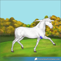 Horse Color:Red Dun Sabino Appaloosa