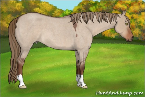Horse Color:Liver Red Dun Roan 