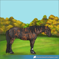 Horse Color:Bay  and Black 