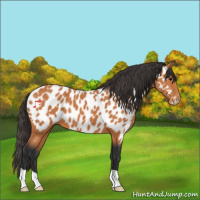 Horse Color:Bay Appaloosa 