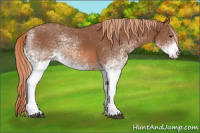 Horse Color:White Spotted Chestnut