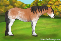 Horse Color:White Spotted Bay 