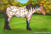 Horse Color:Bay Roan Appaloosa