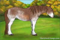 Horse Color:White Spotted Chestnut 