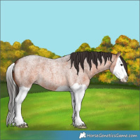 Horse Color:Bay Roan Splash 