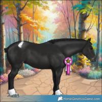 Horse Color:Gray Black Varnish