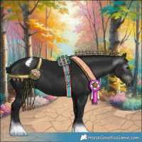 Horse Color:Gray Black Appaloosa 