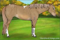Horse Color:Chocolate Palomino Dun Sabino Tobiano Brindle 