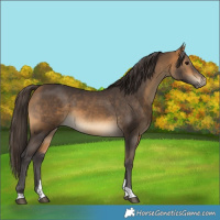 Horse Color:Buckskin Tobiano Rabicano 