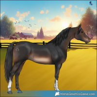 Horse Color:Brown Tobiano Rabicano 