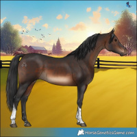 Horse Color:Brown Tobiano Rabicano 