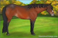 Horse Color:Bay Frame 