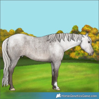 Horse Color:Silver Blue Roan 