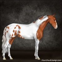Horse Color:Silver Bay Tobiano Appaloosa 