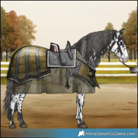 Horse Color:Black Appaloosa