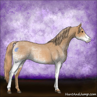 Horse Color:White Spotted Red Roan