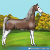 Horse Color:Silver Black Splash
