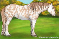 Horse Color:Gold Champagne Appaloosa  and Gold Champagne Splash Appaloosa 