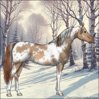 Horse Color:White Spotted Red Dun 
