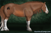 Horse Color:Chestnut  and Chestnut Splash 