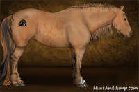 Horse Color:Bay  and Chestnut 