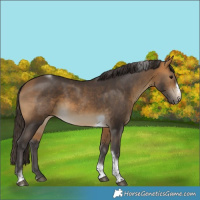 Horse Color:Buckskin Tobiano Frame Rabicano 