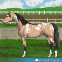 Horse Color:White Spotted Bay Dun 