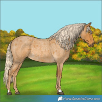 Horse Color:Palomino Roan 