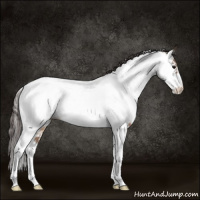 Horse Color:Bay Dun Tobiano Appaloosa