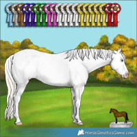 Horse Color:Gold Cream Champagne Dun Sabino Splash Tobiano Appaloosa and Gold Cream Champagne Dun Splash Tobiano Appaloosa
