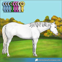 Horse Color:Palomino Ice Dun Sabino Splash Tobiano Appaloosa 