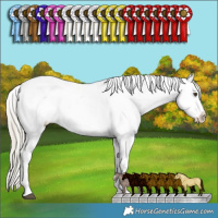 Horse Color:Chocolate Palomino Dun Splash Tobiano Appaloosa and Chocolate Palomino Dun Sabino Splash Tobiano Appaloosa