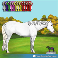 Horse Color:Palomino Ice Dun Splash Tobiano Appaloosa 