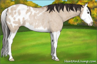Horse Color:Bay Roan Dun Sabino Splash Appaloosa Rabicano