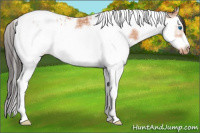 Horse Color:Bay Ice Splash Tobiano Frame Appaloosa Rabicano 