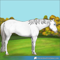 Horse Color:Black Splash Tobiano Frame Appaloosa Rabicano 
