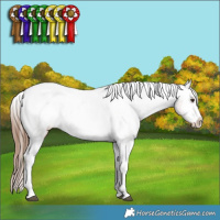 Horse Color:Chestnut Ice Splash Tobiano Appaloosa and Chestnut Ice Splash Tobiano Appaloosa