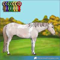 Horse Color:Chestnut Ice Splash Tobiano Appaloosa and Chestnut Ice Splash Tobiano Appaloosa