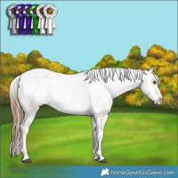 Horse Color:Chestnut Ice Splash Tobiano Appaloosa Rabicano  and Chestnut Ice Splash Tobiano Appaloosa Rabicano 
