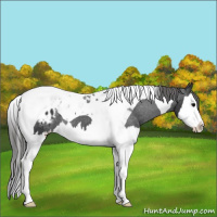 Horse Color:Black Splash Tobiano Varnish Rabicano