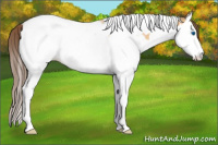 Horse Color:Amber Champagne Sabino Splash Tobiano Varnish Rabicano 