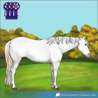 Horse Color:Chestnut Ice Sabino Splash Tobiano Appaloosa Rabicano and Chestnut Ice Splash Tobiano Appaloosa Rabicano
