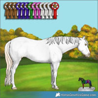 Horse Color:Gold Champagne Ice Sabino Splash Tobiano Appaloosa Rabicano 