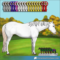Horse Color:Chestnut Ice Sabino Splash Tobiano Varnish Rabicano  and Chestnut Ice Splash Tobiano Varnish Rabicano 