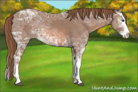 Horse Color:Chestnut Ice Sabino Splash Varnish Rabicano 