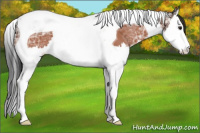 Horse Color:Bay Ice Sabino Splash Tobiano Appaloosa Rabicano