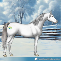 Horse Color:Black Near Fewspot 