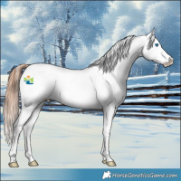 Horse Color:Grullo Roan Splash Appaloosa 